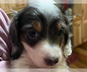 Dachshund Puppy for Sale in BELLEVUE, Texas USA