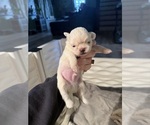 Small #2 Shih Tzu