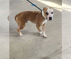 American Pit Bull Terrier-Unknown Mix Dogs for adoption in Derwood, MD, USA