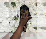 Small Photo #13 Rottweiler Puppy For Sale in FORT WORTH, TX, USA
