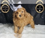 Small Photo #85 Poodle (Toy) Puppy For Sale in WARSAW, IN, USA