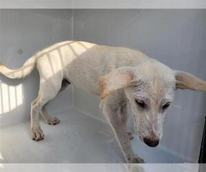 German Shepherd Dog Dogs for adoption in Houston, TX, USA