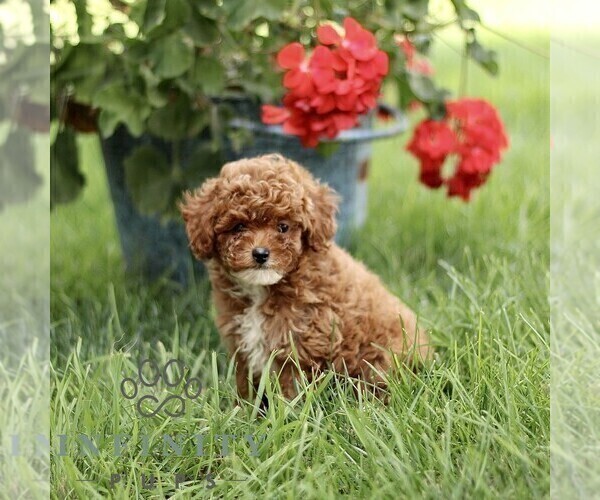 Medium Photo #3 Poodle (Miniature) Puppy For Sale in GORDONVILLE, PA, USA