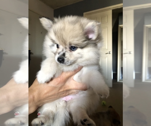 View Ad: Pomeranian Puppy for Sale near In Singapore