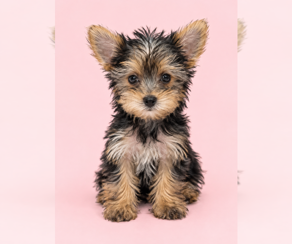 Medium Photo #1 Yorkshire Terrier Puppy For Sale in BRANDON, MS, USA