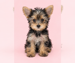 Belle - Female Yorkshire Terrier Puppy for Sale - Small photo
