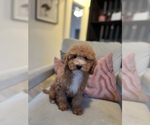 Small Photo #13 Cavapoo Puppy For Sale in LAS VEGAS, NV, USA