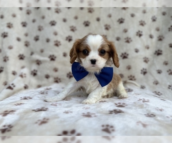 Medium Photo #1 Cavalier King Charles Spaniel Puppy For Sale in LAKELAND, FL, USA