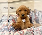 Small #3 Golden Retriever