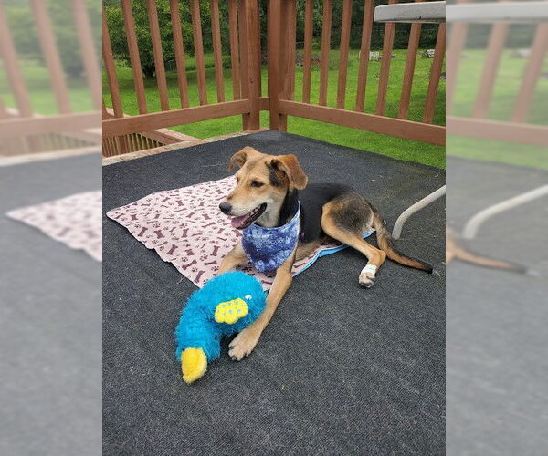 Medium Photo #9 Mutt Puppy For Sale in St. Louis Park, MN, USA