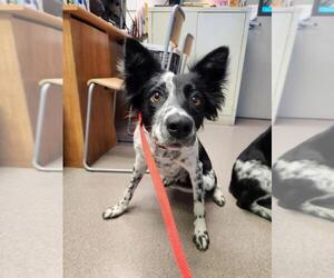 Mutt Dogs for adoption in Burbank, CA, USA