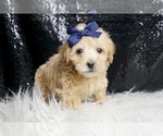Small #3 Maltipoo