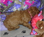 Small Photo #3 Poodle (Miniature) Puppy For Sale in CLATSKANIE, OR, USA