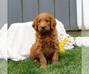 Goldendoodle-Poodle (Standard) Mix Puppy for sale in EAST EARL, PA, USA