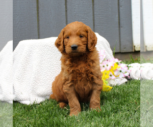 Medium Goldendoodle-Poodle (Standard) Mix