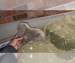 Puppy Brownie Doberman Pinscher