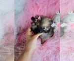 Small #6 Pomeranian