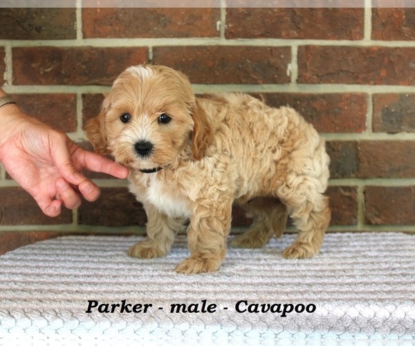 Medium Photo #3 Cavapoo Puppy For Sale in CLARKRANGE, TN, USA