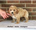 Small #2 Cavapoo