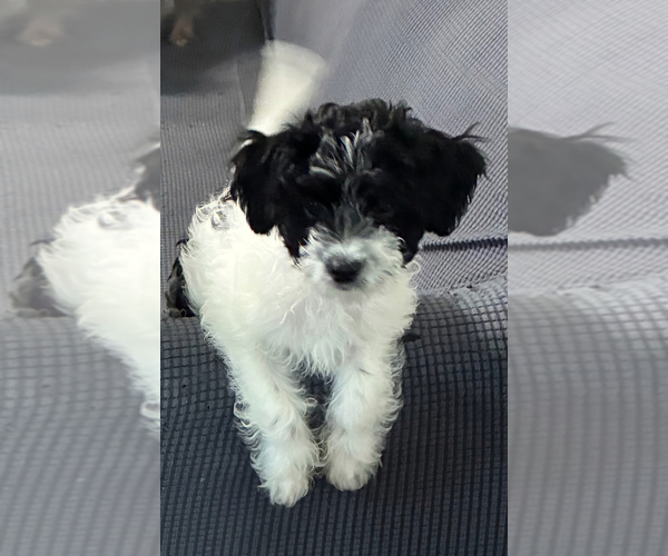 Medium Photo #1 German Hunting Terrier-Lowchen Mix Puppy For Sale in HENRICO, VA, USA