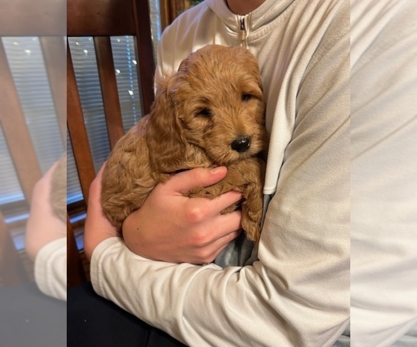 Medium Photo #8 Goldendoodle (Miniature) Puppy For Sale in HULL, IA, USA