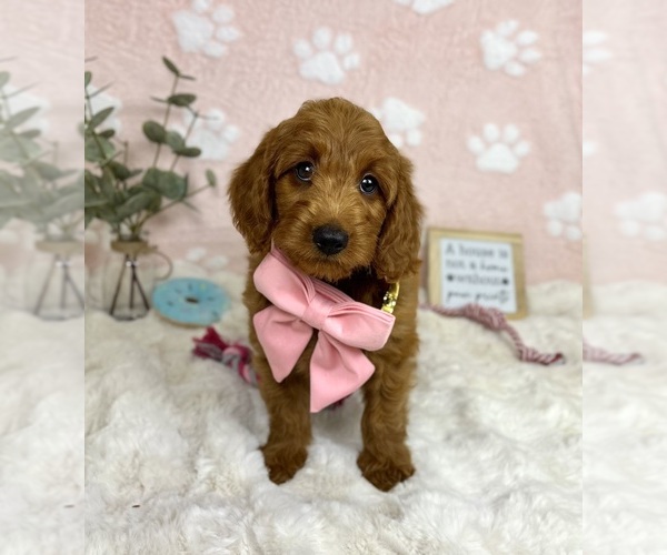 Medium Photo #1 Goldendoodle mix (+ Poodle Miniature) Puppy For Sale in NOBLESVILLE, IN, USA