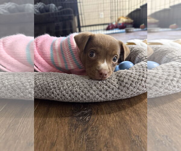 Medium Photo #3 Labrador Retriever-Unknown Mix Puppy For Sale in Rockville, MD, USA