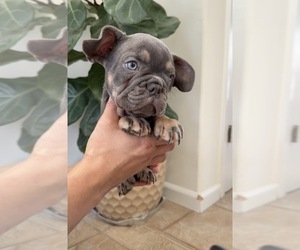 French Bulldog Puppy for sale in METUCHEN, NJ, USA