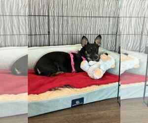 Lexxi, a female Dachshund-Corgi mix - Female Dachshund-Unknown Mix Dog for Adoption - Photo #2