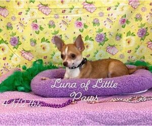 Mother of the Chihuahua puppies born on 04/26/2026