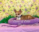 Small Photo #1 Chihuahua Puppy For Sale in WINNSBORO, LA, USA