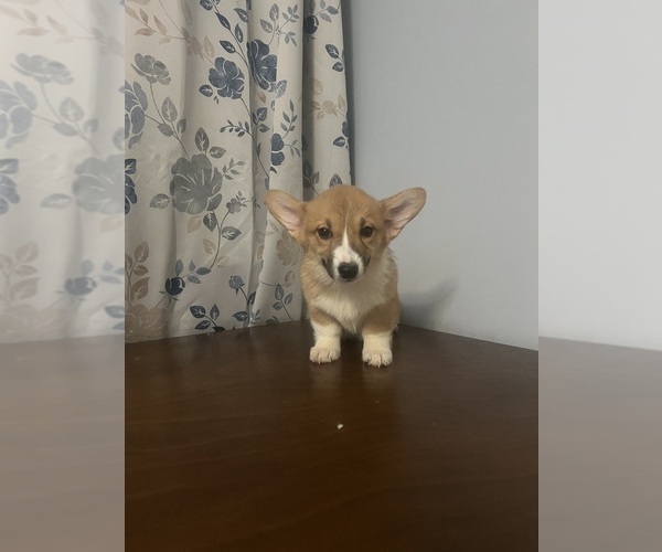 Medium Photo #54 Pembroke Welsh Corgi Puppy For Sale in DURHAM, CT, USA