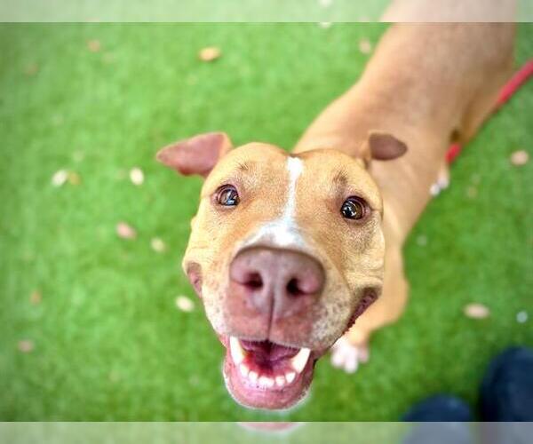 Medium Photo #2 Mutt Puppy For Sale in Orlando, FL, USA