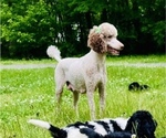 Small Photo #1 Goldendoodle Puppy For Sale in LOTHIAN, MD, USA