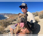 Small #9 American Staffordshire Terrier-French Bulldog Mix