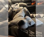 Small #2 American Staffordshire Terrier Mix
