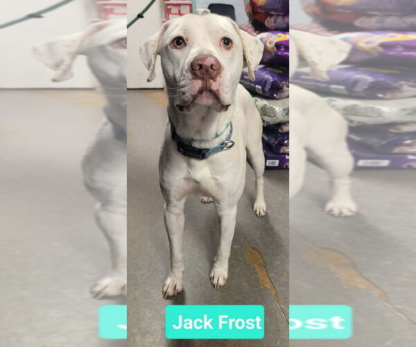 Medium Photo #2 Labrador Retriever-Unknown Mix Puppy For Sale in Richmond, IN, USA