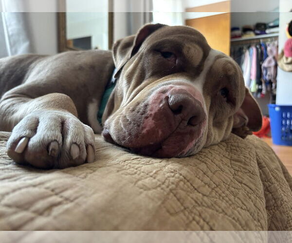 Medium Photo #6 American Staffordshire Terrier-Unknown Mix Puppy For Sale in Rochester, NY, USA