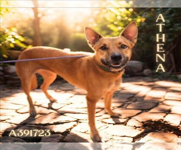 Medium Photo #1 German Shepherd Dog-Unknown Mix Puppy For Sale in Conroe, TX, USA