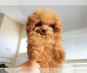 Poodle (Toy) Puppy for sale in ANAHEIM, CA, USA