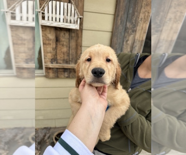 Medium Photo #3 Golden Retriever Puppy For Sale in MADERA, CA, USA