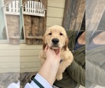Small Photo #3 Golden Retriever Puppy For Sale in MADERA, CA, USA
