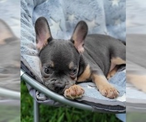 French Bulldog Puppy for sale in TAMPA, FL, USA