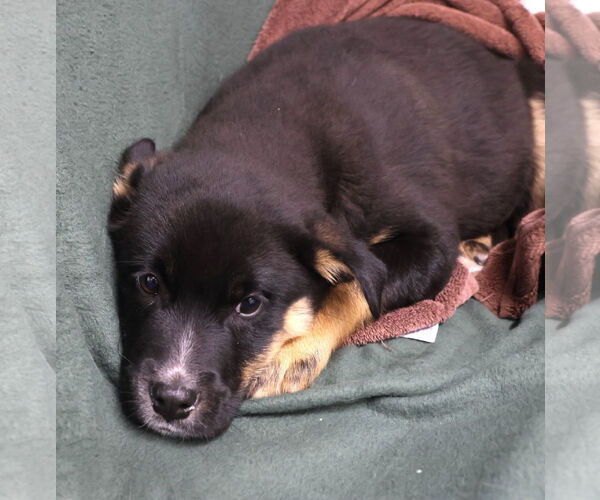 Medium Photo #9 Shepradors Puppy For Sale in Princeton, MN, USA