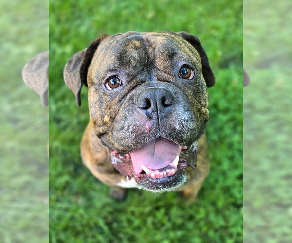 Medium Photo #4 Mastiff Puppy For Sale in Westminster, MA, USA