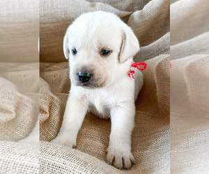 Labrador Retriever Puppy for Sale in SANTO, Texas USA