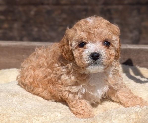 Medium Photo #10 Cavapoo (Miniature) Puppy For Sale in GOSHEN, IN, USA