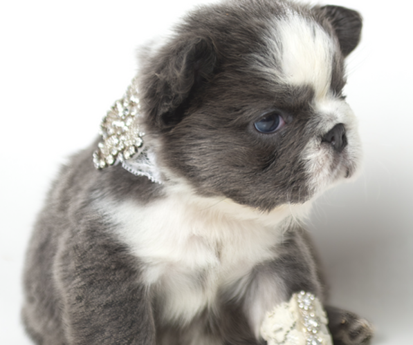 Medium Photo #2 French Bulldog Puppy For Sale in HILLSBOROUGH, NJ, USA