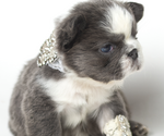 Small #1 French Bulldog