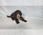 Small #3 Bernedoodle (Miniature)